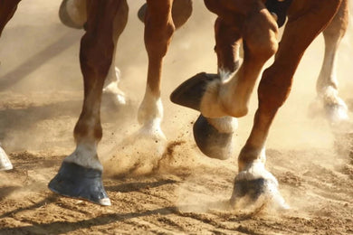 GES - ArenaKleen®  Ready to use organic sprayable  dust control for riding arenas